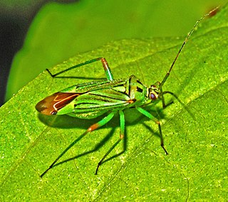 <i>Mermitelocerus schmidtii</i> Species of true bug