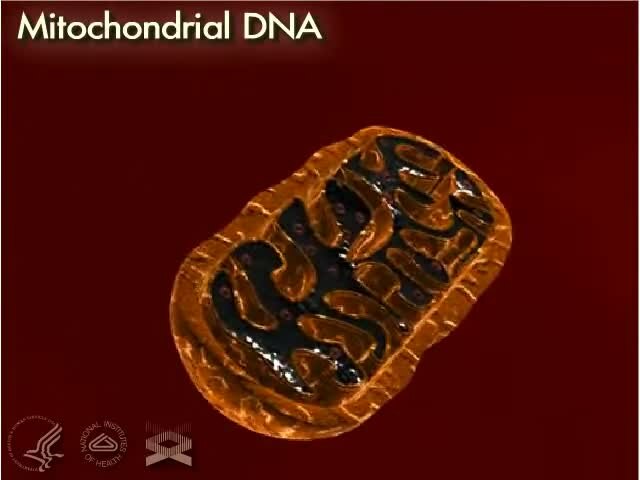 File:Mitochondrial DNA 3D.webm