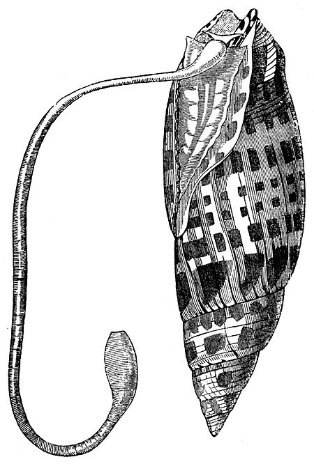 Mitra (Mitridae)