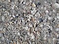 Mollusc shells on marine beach (Cayo Costa Island, Florida, USA) 33.jpg