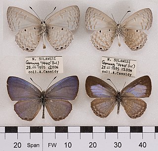 <i>Monodontides kolari</i> Species of butterfly