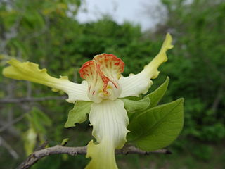 <i>Monodora grandidieri</i> species of plant in the family Annonaceae