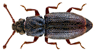 <i>Monotoma</i> Genus of beetles