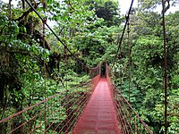 Bridge over the dense mangrove in the north of the country.