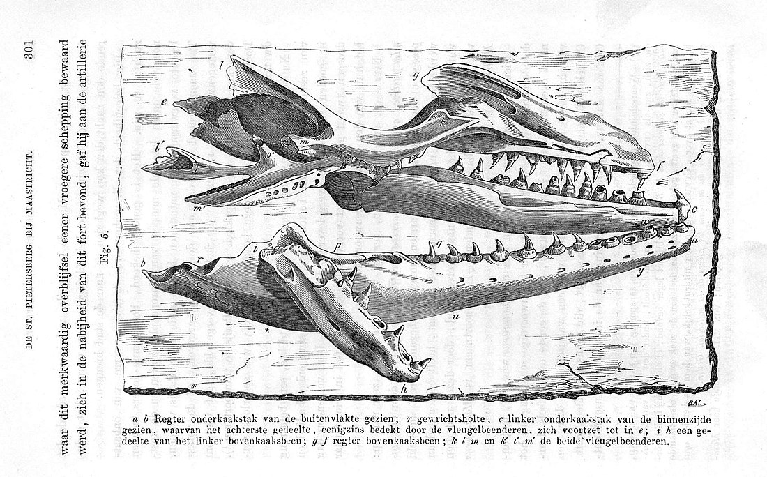 Natuurlijke historie