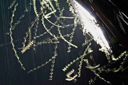 Long exposure image of flying moths, attracted to the floodlights