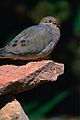 Mourning Dove in Sacramento Valley, California (19678002989).jpg