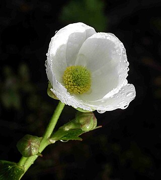 <i>Ranunculus lyallii</i> Species of buttercup