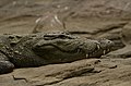 Mugger crocodile (Crocodylus palustris) from Ranganathittu Bird Sanctuary JEG4362.JPG