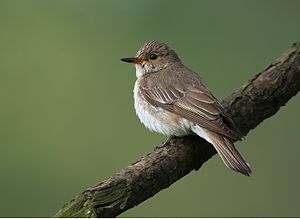 Spotted flycatcher in the Czech Republic