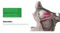 File:Muscles of the orbit (preview) - Human Anatomy Kenhub 1.webm