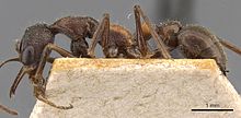 Myrmecia infima 102013 casent0907090 p 1 high.jpg