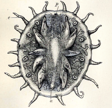 Myzostoma anatomy, showing cirri (c); the pharynx (p), and anus (a) Myzostoma 001.png