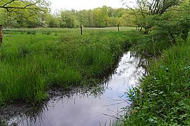 Naturnaher Graben mit flachem Ufer