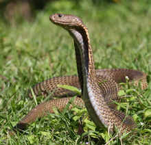 Philippine cobra (naja philippinensis) Naja philippinensis.png