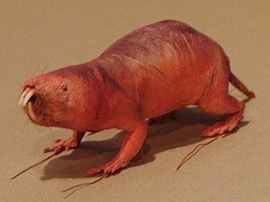 Naked mole rat-National Museum of Nature and Science.jpg