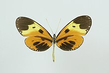 Napeogenes larina quadrilis ventral 2.jpg