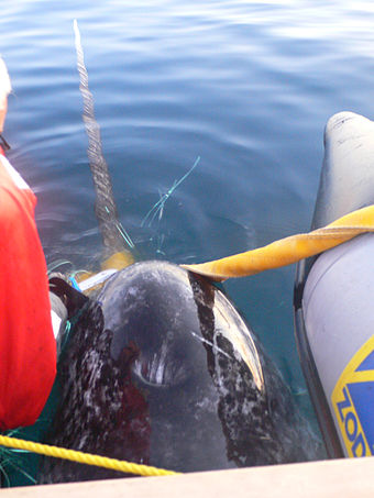 Male narwhal captured and satellite tagged
