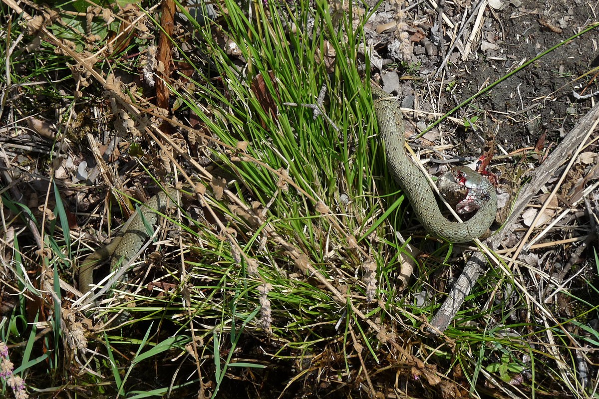 Natrix astreptophora