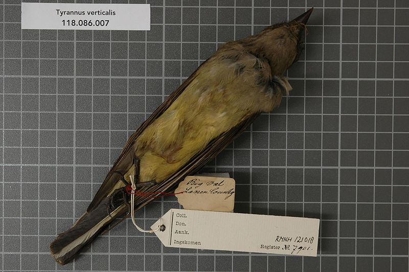 File:Naturalis Biodiversity Center - RMNH.AVES.121018 - Tyrannus verticalis Say, 1823 - Tyrannidae - bird skin specimen.jpeg