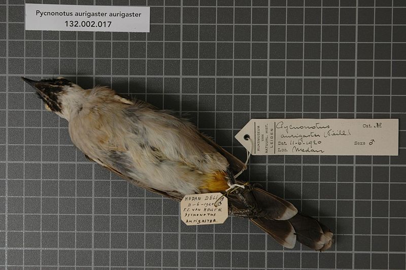 File:Naturalis Biodiversity Center - RMNH.AVES.125684 1 - Pycnonotus aurigaster aurigaster (Vieillot, 1818) - Pycnonotidae - bird skin specimen.jpeg