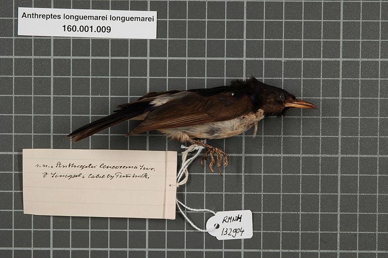 File:Naturalis Biodiversity Center - RMNH.AVES.132904 1 - Anthreptes longuemarei longuemarei (Lesson, 1831) - Nectariniidae - bird skin specimen.jpeg