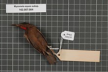 מרכז המגוון הביולוגי נטורליס - RMNH.AVES.133752 2 - Myzomela eques subsp. - Meliphagidae - דגימת עור הציפור. Jpeg