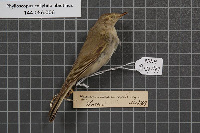 File:Naturalis Biodiversity Center - RMNH.AVES.137877 1 - Phylloscopus collybita abietinus (Nilsson, 1819) - Sylviidae - bird skin specimen.jpeg