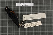 Naturalis Biyoçeşitlilik Merkezi - RMNH.AVES.32425 1 - Euphonia cayennensis (Gmelin, 1789) - Emberizidae - kuş derisi örneği.jpeg