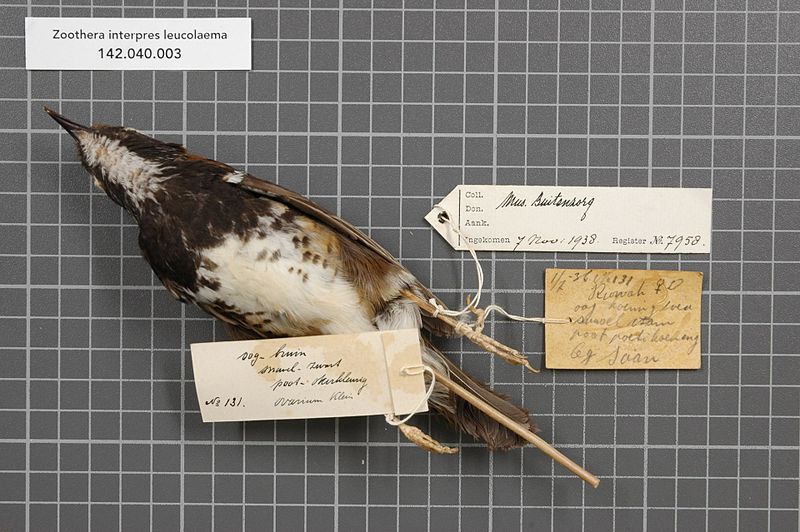 File:Naturalis Biodiversity Center - RMNH.AVES.7958 2 - Zoothera interpres leucolaema (Salvadori, 1892) - Turdidae - bird skin specimen.jpeg
