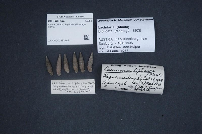 File:Naturalis Biodiversity Center - ZMA.MOLL.382766 - Alinda (Alinda) biplicata (Montagu, 1803) - Clausiliidae - Mollusc shell.jpeg