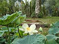 Nelumbo lutea