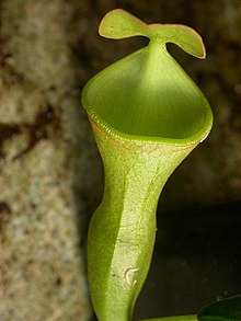 Nepenthes campanulata.jpg