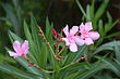 Nerium oleander Flower.jpg
