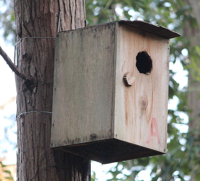 File:Nest box a2.jpg