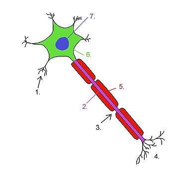 Neuron