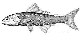 <i>Notoscopelus resplendens</i> Species of fish