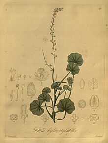 Nova родов ac разновидности plantarum, quas in regno Chilensi Peruviano et in terra Amazonica (Pl. 019) (8618404429) .jpg