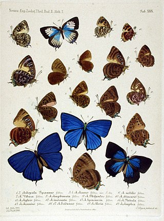 <i>Arhopala arsenius</i> Species of butterfly