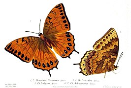 Charaxes latona