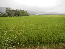 Rice fields in Nueva Vizcaya NuevaVizcayajf5590 11.JPG