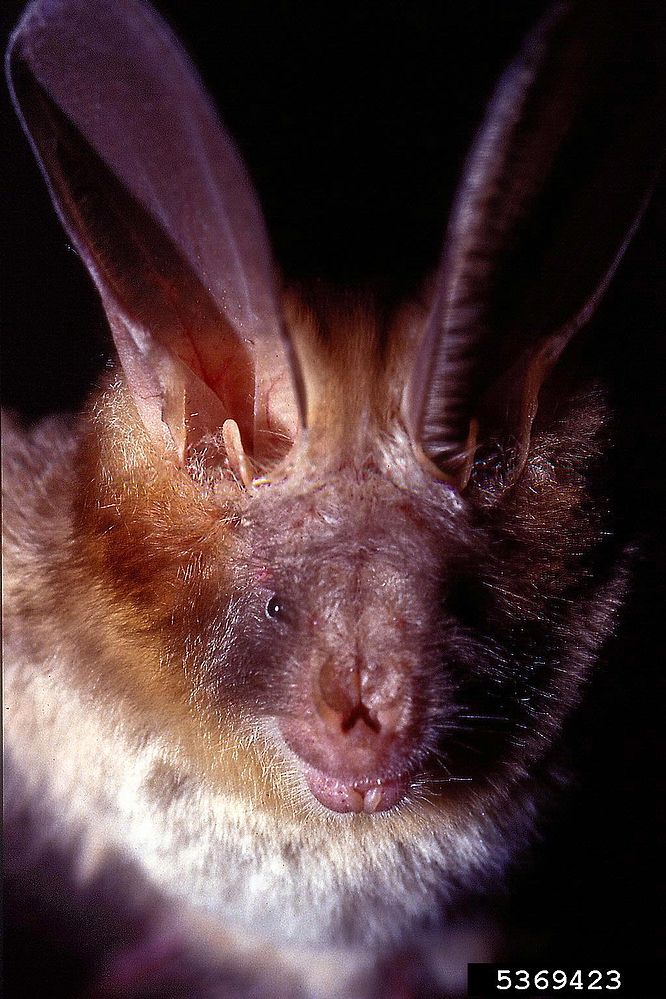 The average litter size of a Egyptian slit-faced bat is 1