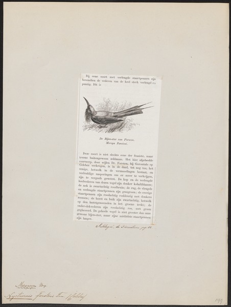 File:Nyctiornis forsteni - 1872 - Print - Iconographia Zoologica - Special Collections University of Amsterdam - UBA01 IZ16800297.tif