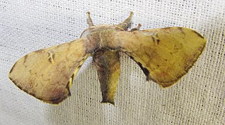 <i>Ocinara albicollis</i> Species of moth