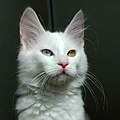 Odd-eyed Turkish Angora cat - 20080830.jpg