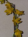 Odontoglossum Geysir Gold 2.JPG