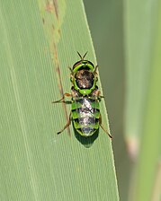 Odontomyia cincta