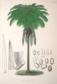 Oenocarpus bataua var. bataua