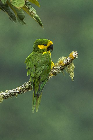 <span class="mw-page-title-main">Yellow-eared parrot</span> Species of bird