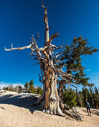 Methuselah is the oldest tree in the world, found in the Ancient Bristlecone Pine Forest of Inyo National Forest.